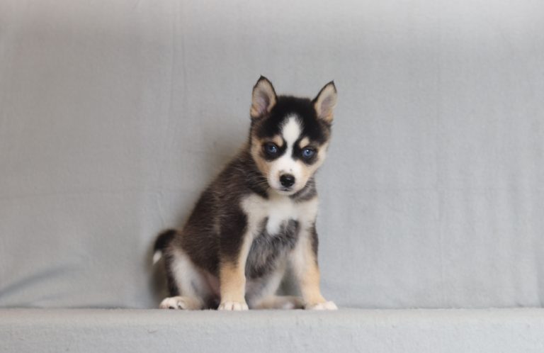 4205aaaLazena thre pomsky-the puppy lodge