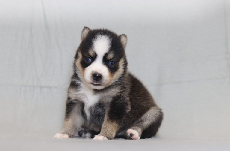 4205aa Lezena the pomsky-the puppy lodge