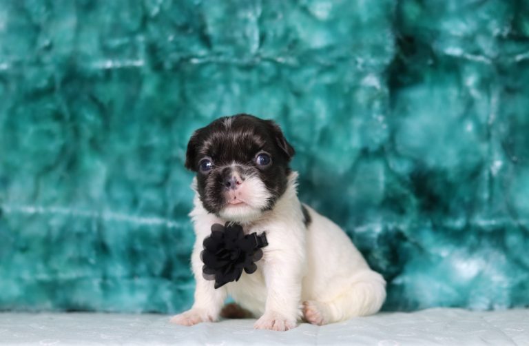6269aaaaFred the fluffy frenchie-the puppy lodge