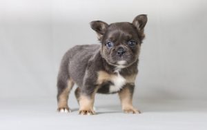 6270aaa Freeman the fluffy frenchie-the puppy lodge