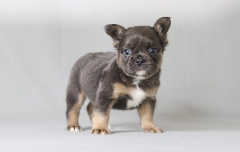 6270aaa Freeman the fluffy frenchie-the puppy lodge
