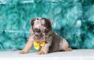6271aaaFelix the fluffy frenchie-the puppy lodge
