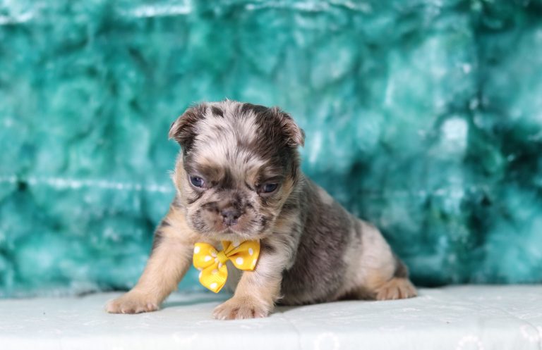 6271aaa-Felix the fluffy frenchie-the puppy lodge