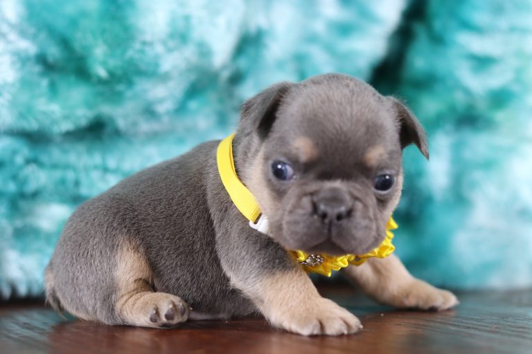 6513aaaReno the fluffy frenchie-the puppy lodge