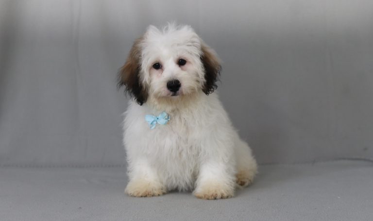 6516aaa braxton the teddy bear-the puppy lodge