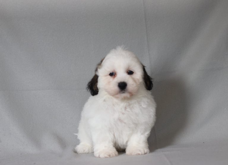 6516aaa braxton the teddy bear-the puppy lodge