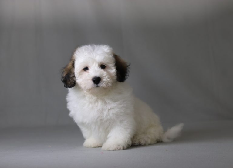 6516aaaBraxton the teddy bear-the puppy lodge