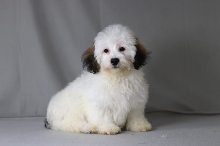 6516aa braxton the teddy bear-the puppy lodge