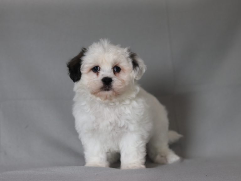 6517a bentley the teddy bear-the puppy lodge