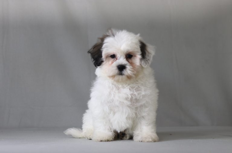 6517aaaBentley the teddy bear-the puppy lodge
