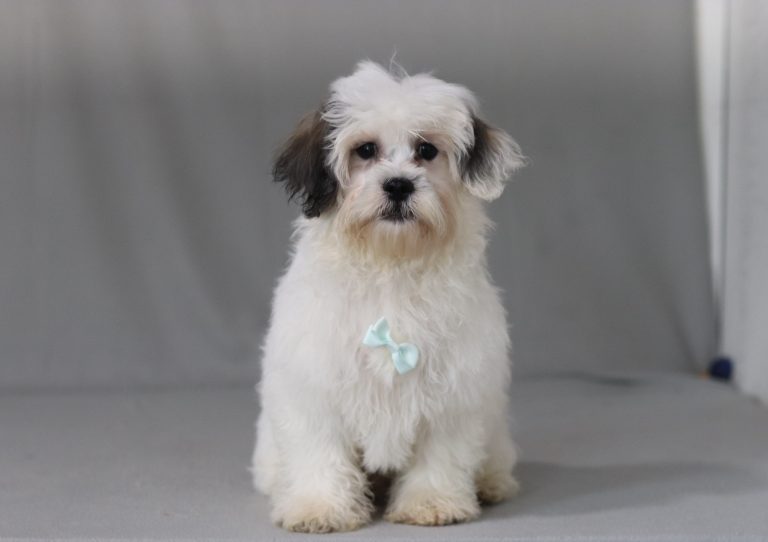 6517aa bentlry the teddy bear-the puppy lodge