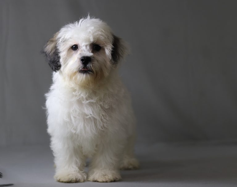 6517aa bentley the teddy bear-the puppy lodge