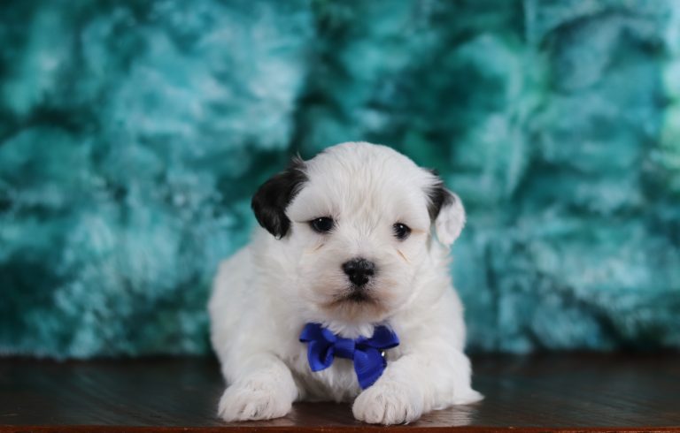6517aa Bentley the teddy bear-the puppy lodge