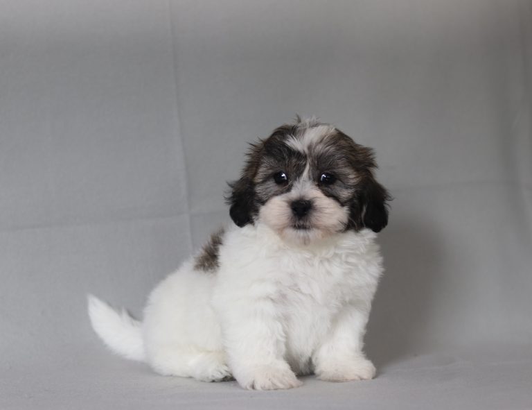 6518aa bubbah the teddy bear-the puppy lodge
