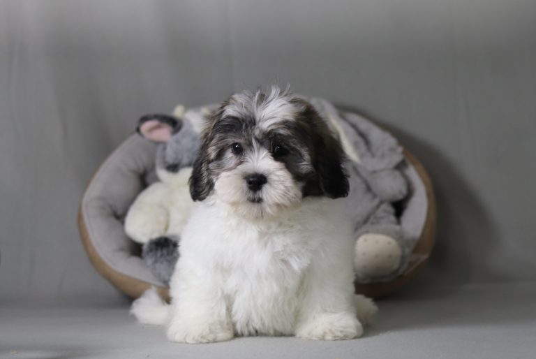 6518aaa-Bubbah the teddy bear-the puppy lodge