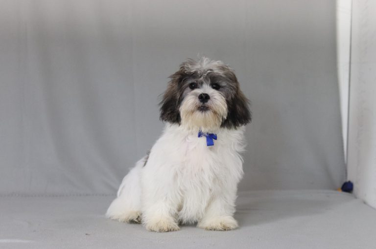 6518aaa bubbah the teddy bear-the puppy lodge