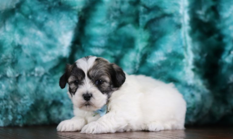 6518a Bubbah teddy bear-the puppy lodge