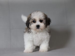 6519aa baby the teddy bear-the puppy lodge