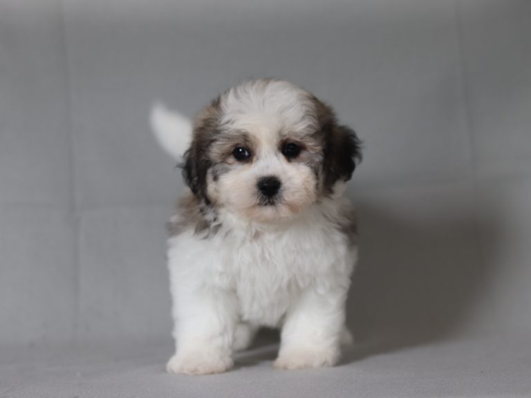 6519aa baby the teddy bear-the puppy lodge