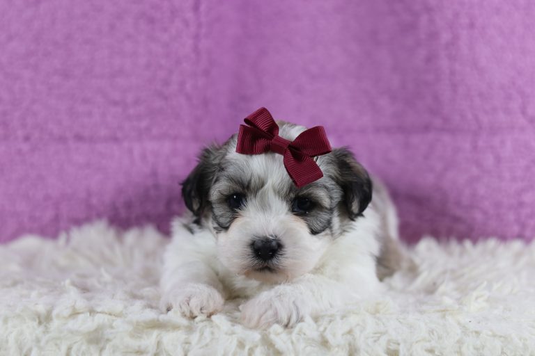 6519aaa baby the teddy bear-the puppy lodge