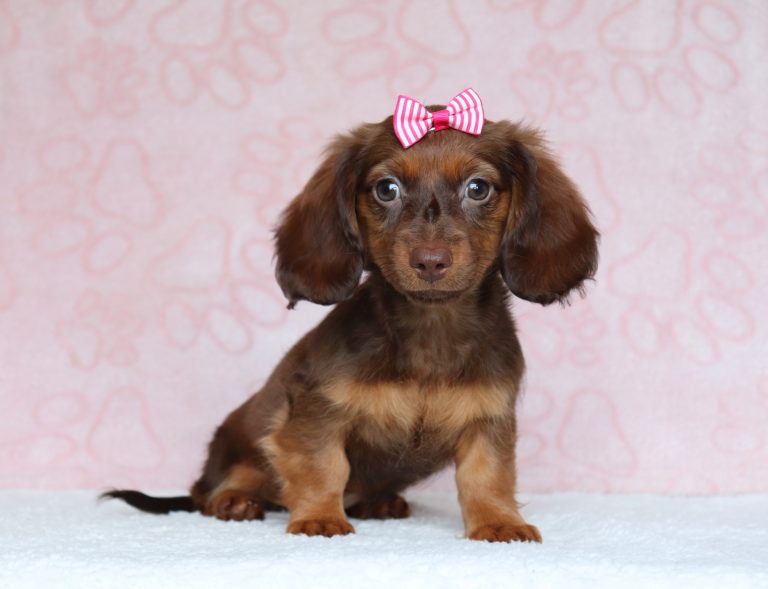 Danae-135-puppy-mini-dachshund-pawsome-Puppy-Lodge