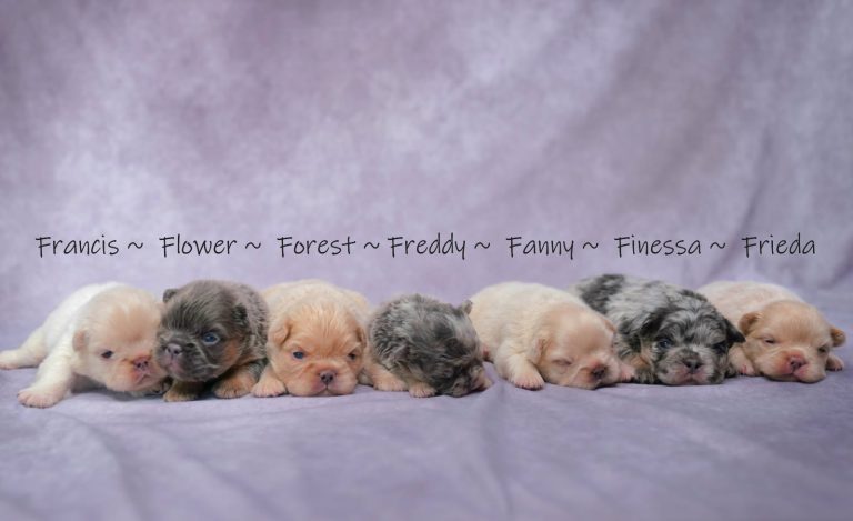 Faith-litter fluffy frenchie-the puppy lodge