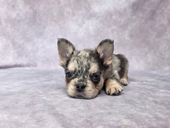Fluffy French Bulldog Puppy From The Puppy Lodge
