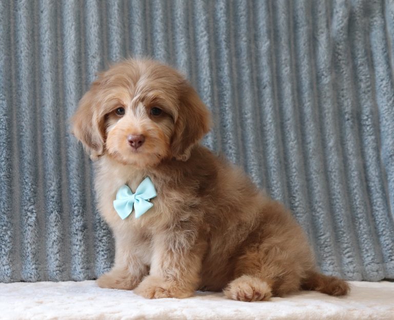 Gamer-0680a-puppy-mini-doxidoodle-Puppy-Lodge