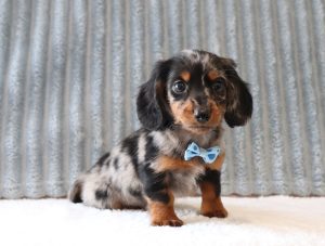 6215a Geyser Miniture Dachsund-The Puppy Lodge