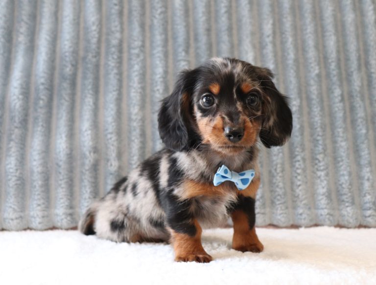 6215a Geyser Miniture Dachsund-The Puppy Lodge