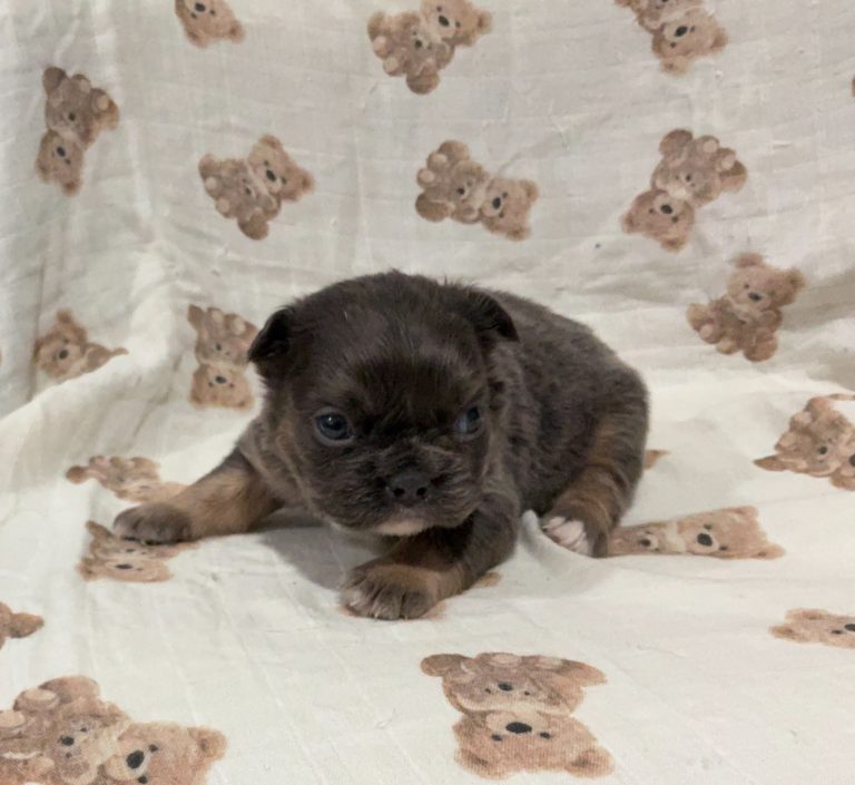 -6270Freeman the fluffy Frenchie-the puppy lodge