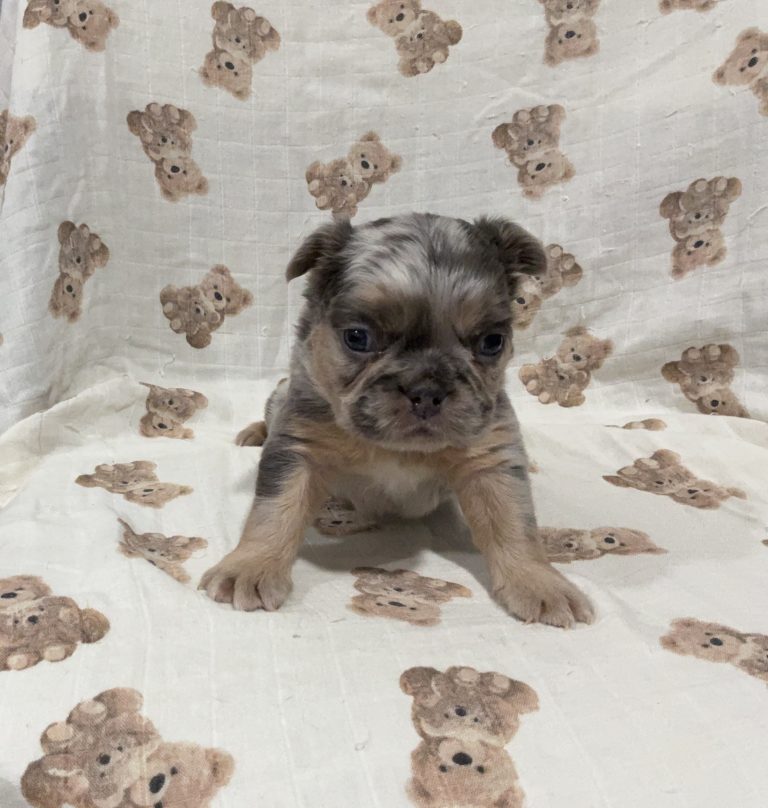 6271Felix the fluffy frenchie-the puppy lodge