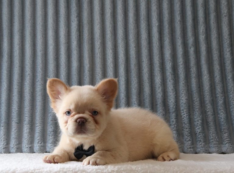 Keith-3557a-puppy-fluffy-french-bulldog-Puppy-Lodge