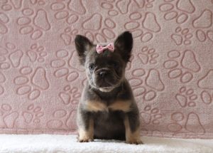 Kinsley-3878aa-puppy-fluffy-french-bulldog-Puppy-Lodge-