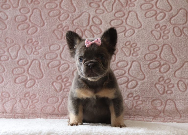 Kinsley-3878aa-puppy-fluffy-french-bulldog-Puppy-Lodge-