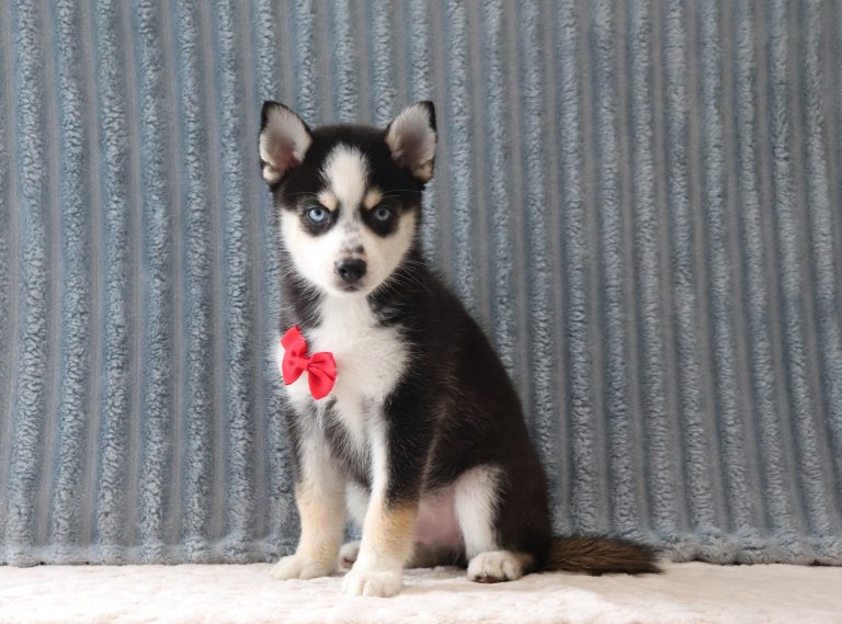 Loki-4203a-puppy-pomsky-Puppy-Lodge