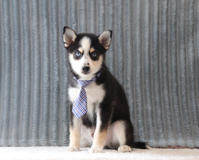 Loki-4203bb-puppy-pomsky-Pawsome-Family-Pets