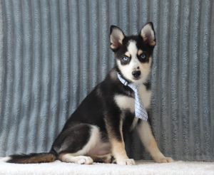 Loki-4203ccc-puppy-pomsky-Puppy-Lodge