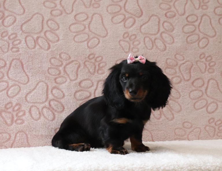 Morgan-0687aa-puppy-mini-dachshund-Puppy-Lodge