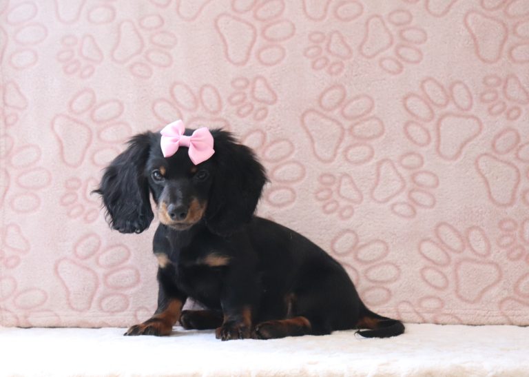 Morgan-0687b-puppy-mini-dachshund-Puppy-Lodge