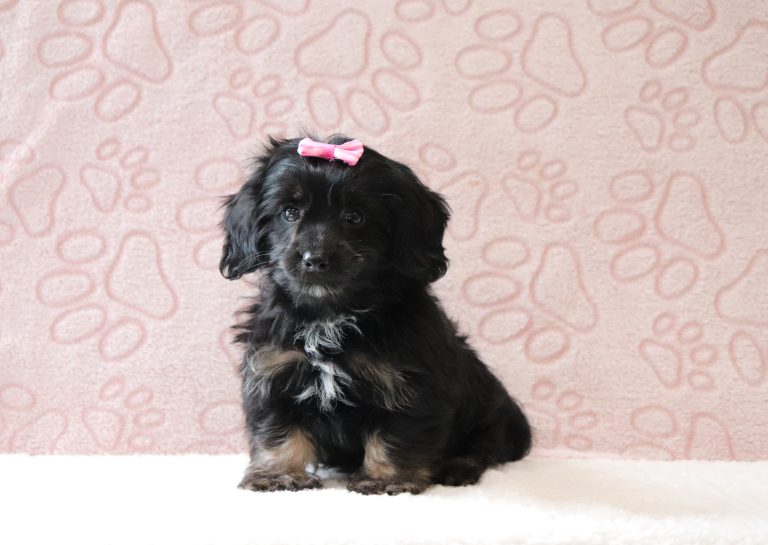 Rena-0688aaa-puppy-mini-doxidoodle-Puppy Lodge