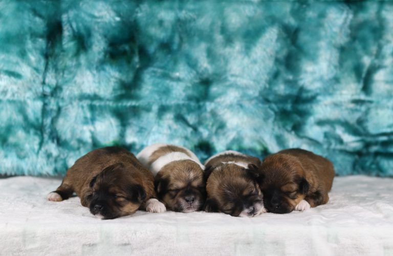 Rita-litter teddy bear-the puppy lodge