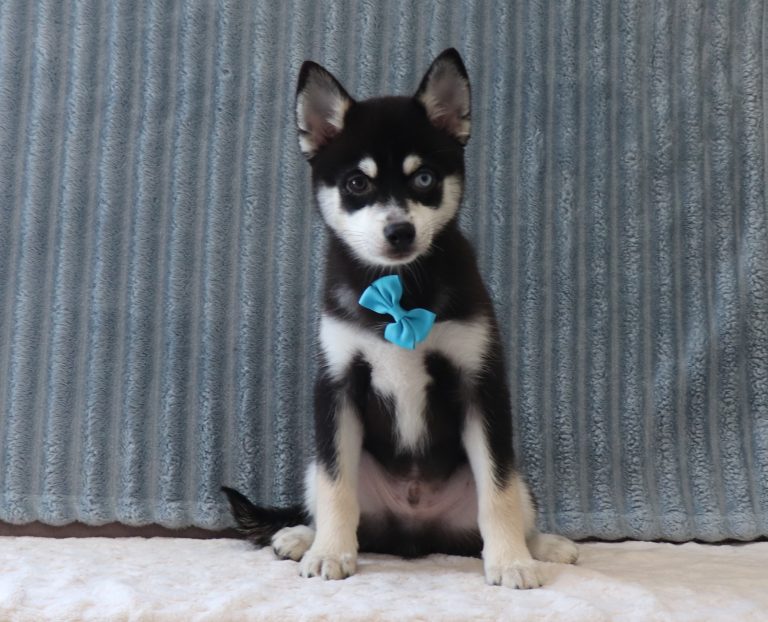 Zachariah-4001aaa-puppy-pomky-Puppy-Lodge