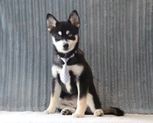 Zachariah-4001b-puppy-pomsky-Pawsome-Family-Pets-
