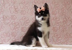 Zoey-4004bbb-puppy-pomsky-Puppy-Lodge