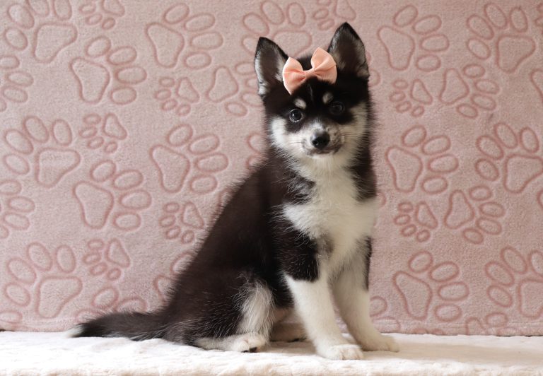 Zoey-4004bbb-puppy-pomsky-Puppy-Lodge