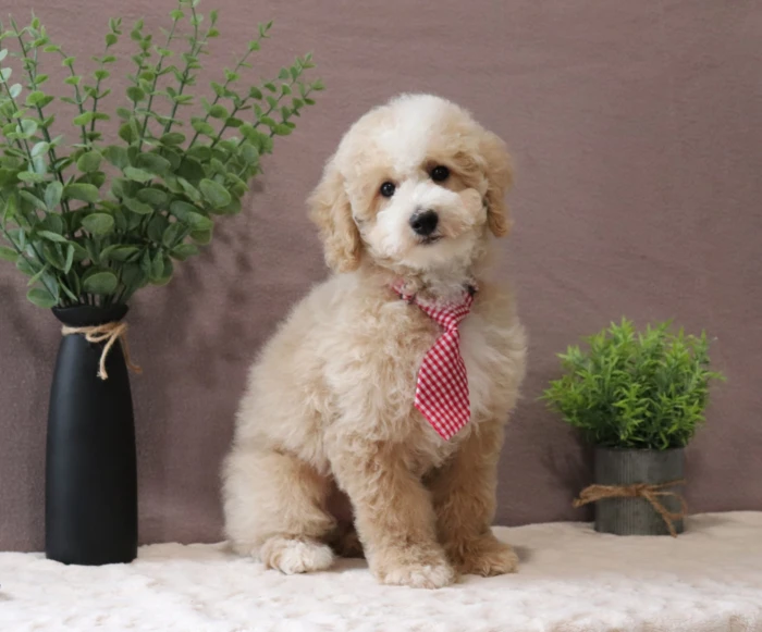 Miniature Poodle Puppy From The Puppy Lodge