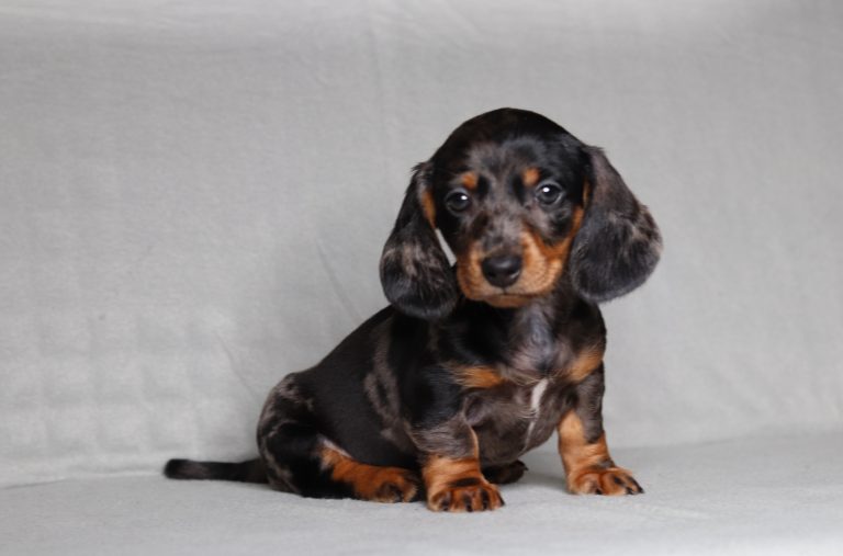0081aaa Peanut the mini dachshund -the puppy lodge