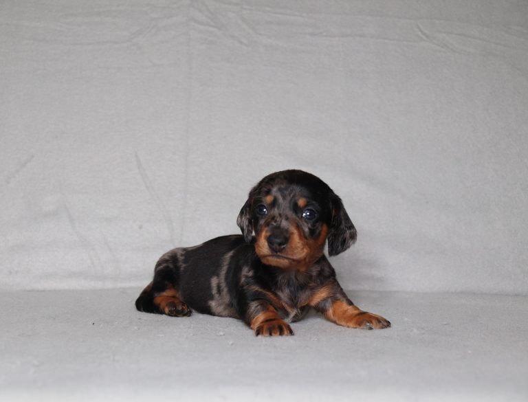 0081a Peanut the dachshund-the puppy lodge