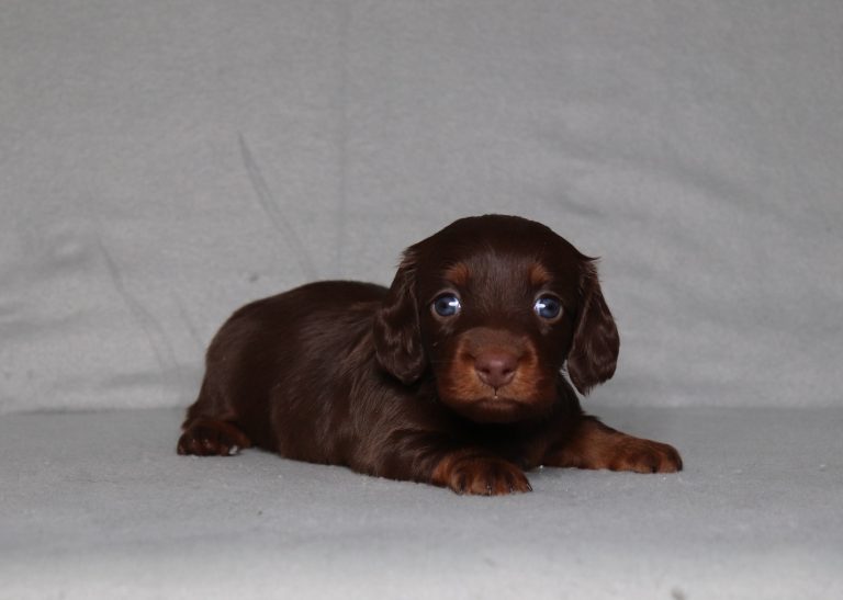 0082aaaParis the mini dachshund-the puppy lodge